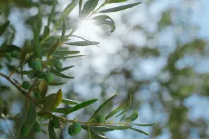 Λάδι: Πόσο πωλείται σήμερα ο τενεκές
